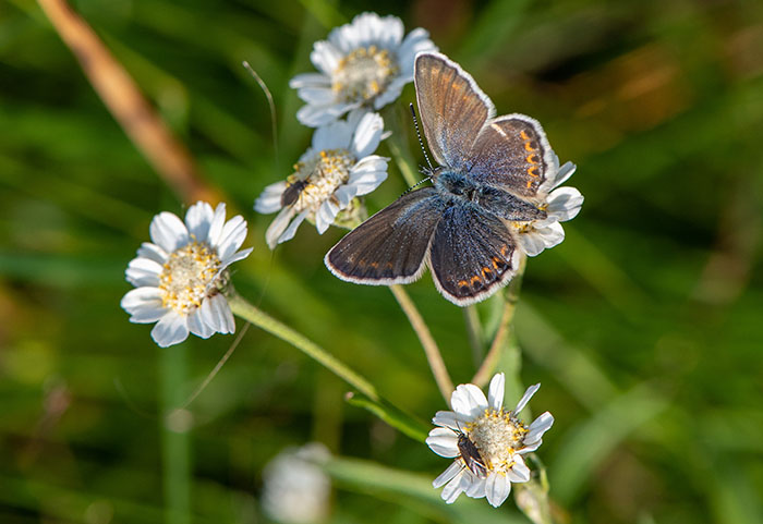 Biodiversiteit in Natura2000